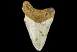 Fossil Megalodon Tooth - North Carolina #109022-2